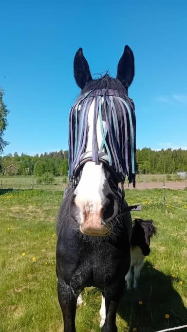 Zvířata v chaty nebo okolí