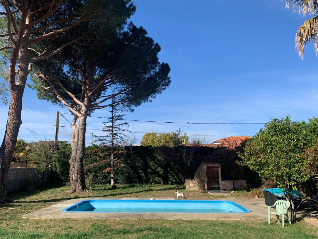 un chien se tient à côté d'une piscine dans l'établissement VILLA CATALANE, à Villemolaque