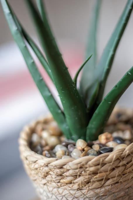 a potted plant in a rattan basket with nuts at Coastal Haven in Leigh-on-Sea in Southend-on-Sea