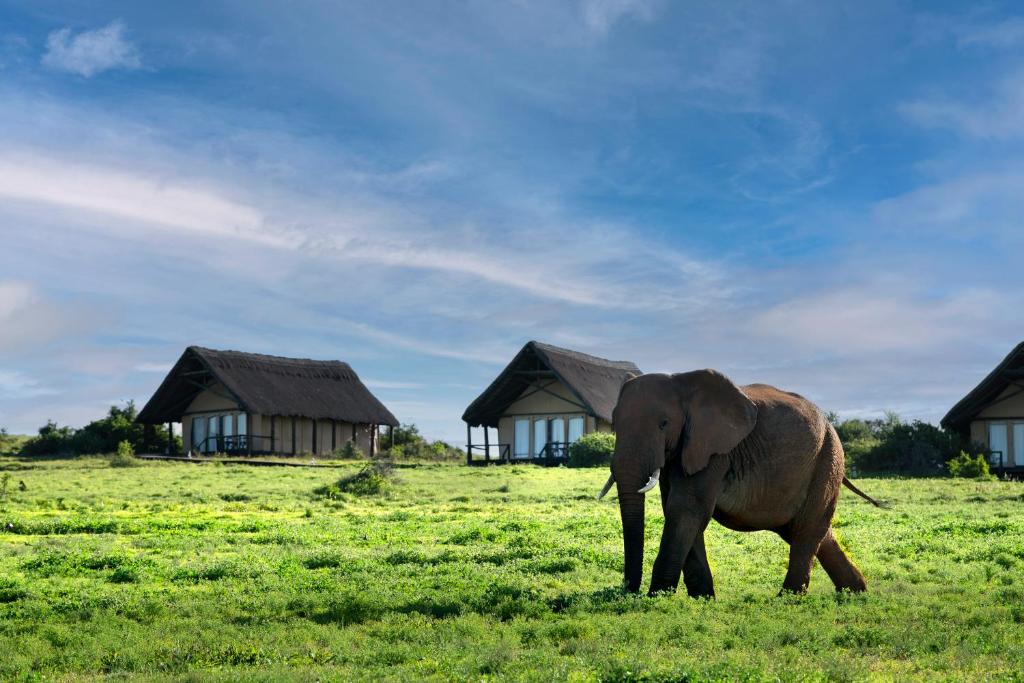 Zvířata v luxury tent nebo okolí