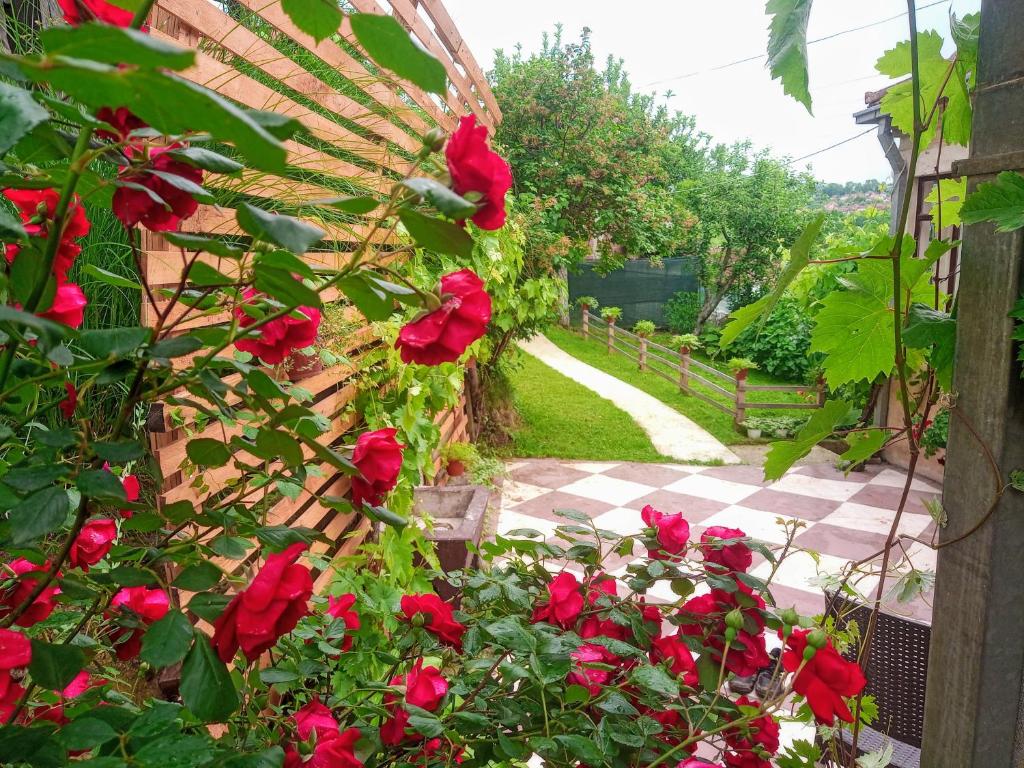 einen Garten mit roten Rosen und einem Weg in der Unterkunft Kuća iz zavičaja in Kuršumlija