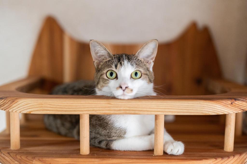 Domácí mazlíčci ubytovaní s hosty v ubytování ねこ蔵の宿 飛騨