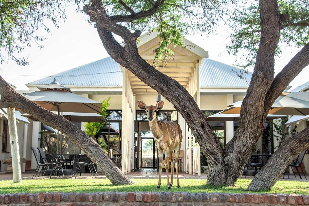 a giraffe standing in the grass near some trees at Otjibamba Lodge in Otjiwarongo