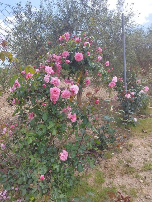 Vonkajšia záhrada v ubytovaní Casa Rural Vista Bella