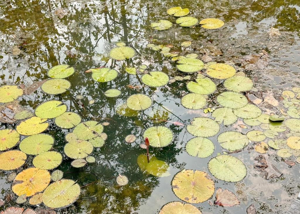 Karina Resort Chiang Mai - Resim 12