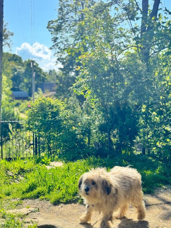 Domácí mazlíčci ubytovaní s hosty v ubytování Dacha PODOBOVETS 127