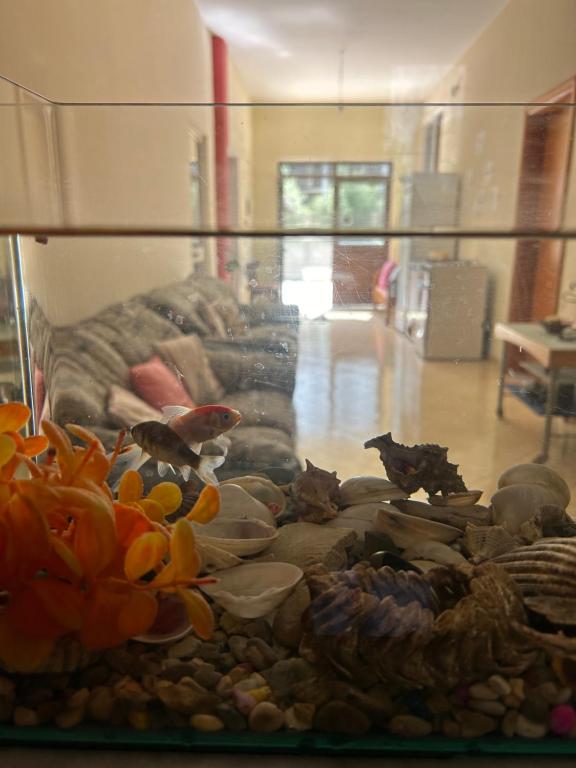 Fotografie z fotogalerie ubytování Villa Meka v destinaci Durrës