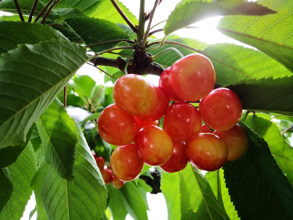a bunch of red grapes hanging from a tree at 雨の日でもバーベキューで余市の食と海を楽しめる屋根付きウッドデッキと広い庭のくつろげる貸切一軒家 in Oshoro