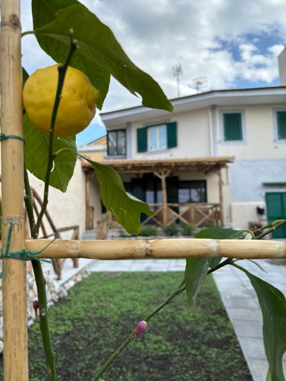 un limonero frente a una casa en cerasella house, en Castellammare di Stabia