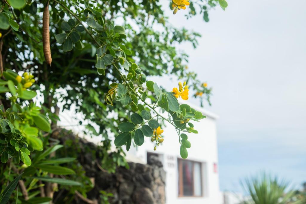 een boom met gele bloemen voor een gebouw bij Casa Rural Yeyo en el cráter del volcán in Tinguatón