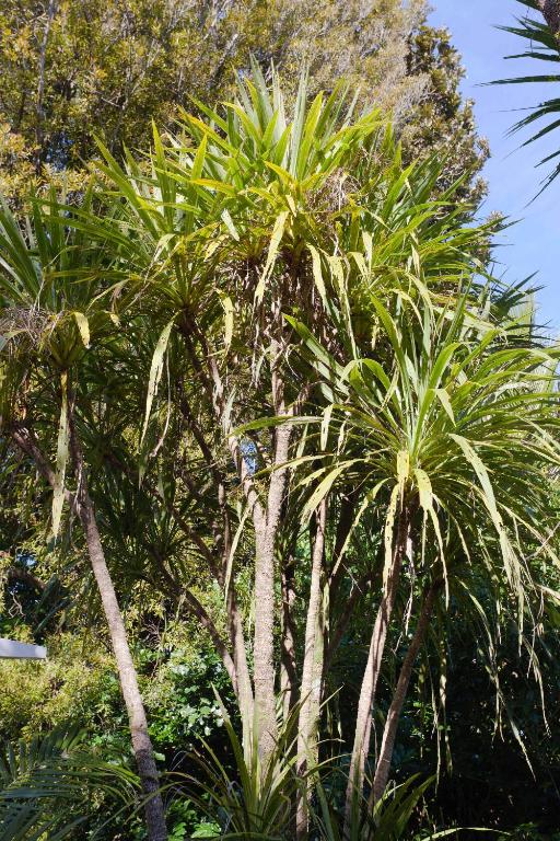 Waitakere Resort & Spa - Resim 21