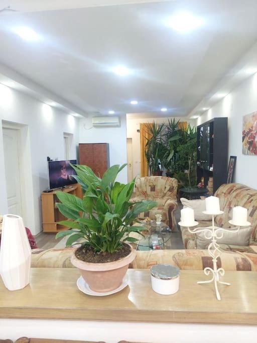 a living room with a potted plant on a table at Mandarina lux apartments in Kneževac