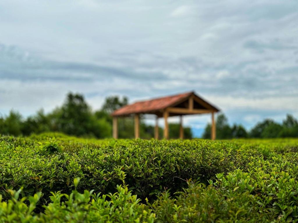 einen Pavillon inmitten eines grünen Feldes in der Unterkunft Tea Gezruli in Tsinsopʼeli
