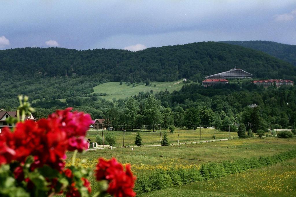a view of a field with a mountain in the background at Willa Anna Maria in Wysowa-Zdrój