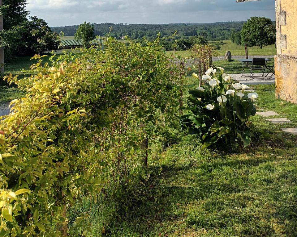 two bushes with white flowers in the grass at GÎTE AUX BOIS D'EN TEMPS in Lunas