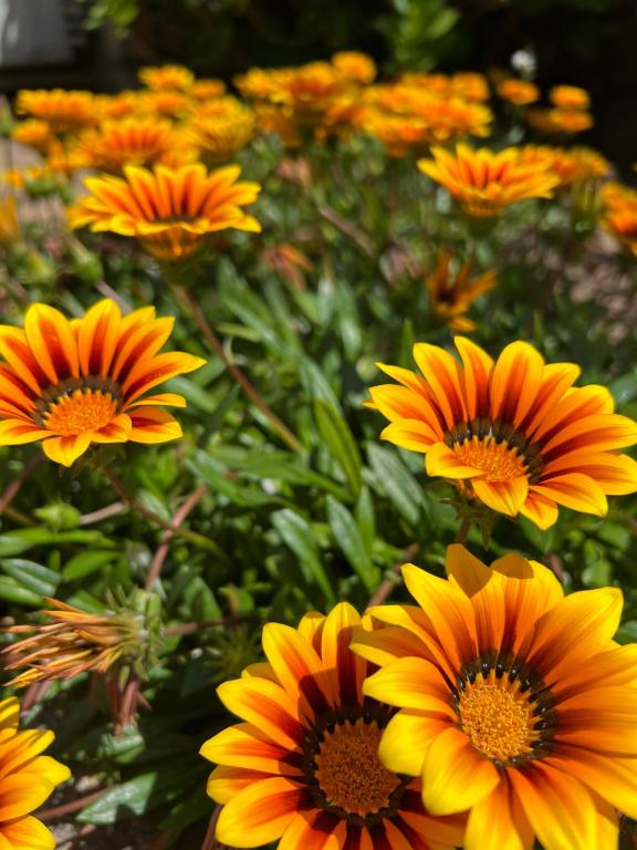 un bouquet de fleurs jaunes dans un jardin dans l'établissement Hôtel les jardins de Sta Giulia avec piscine, à Porto-Vecchio