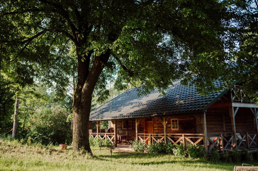Dom pod Lipami في Bachórz: كابينة خشب أمامها شجرة
