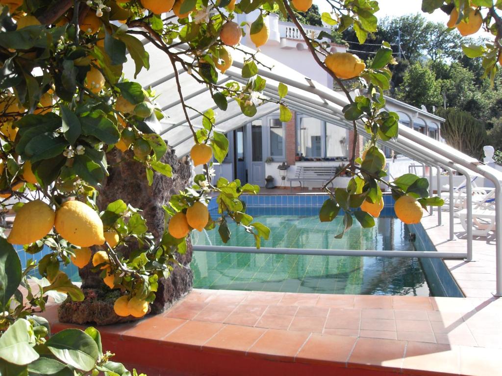 un albero di arancio di fronte a una casa con piscina di Hotel Residence - Parco Mare Monte a Ischia