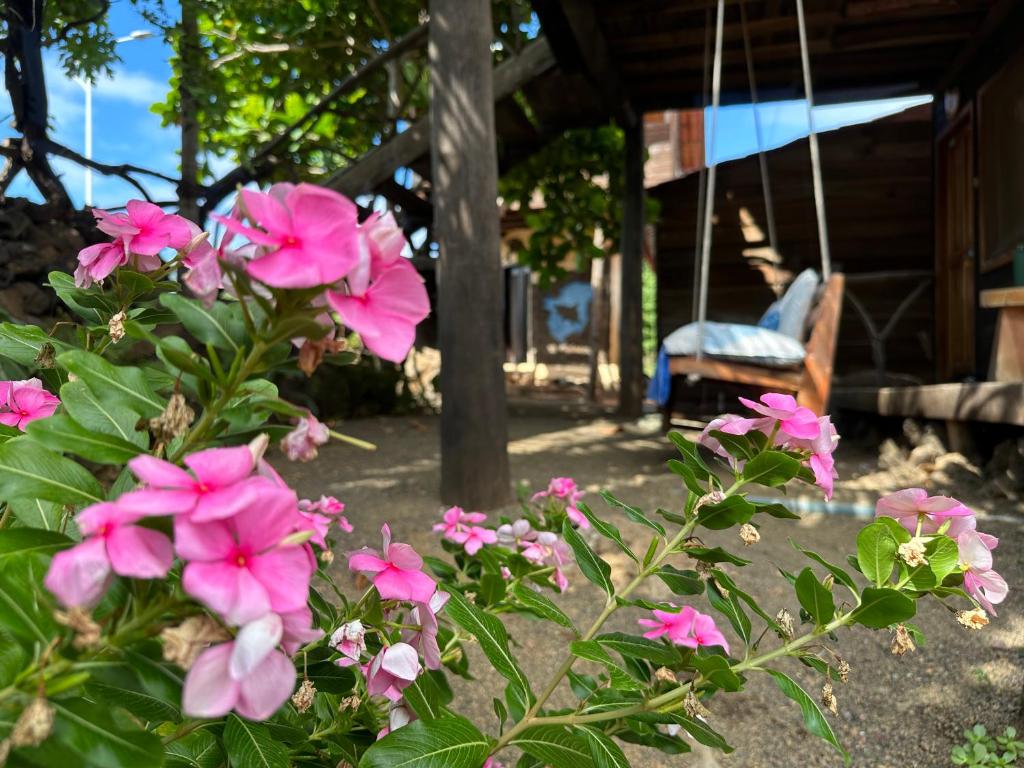 a bunch of pink flowers in front of a swing at El Pajas in Puerto Velasco Ibarra