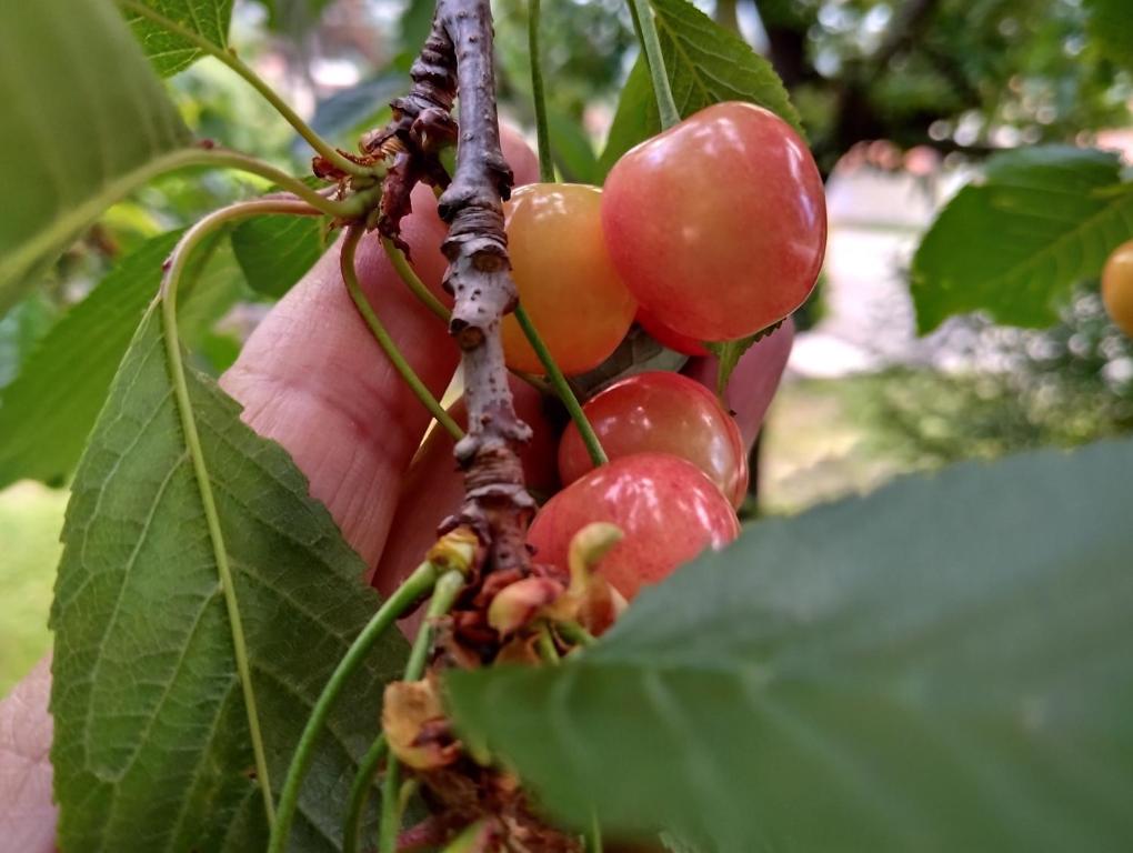 une personne tenant un bouquet de fruits rouges sur un arbre dans l'établissement DAAL, à Roč