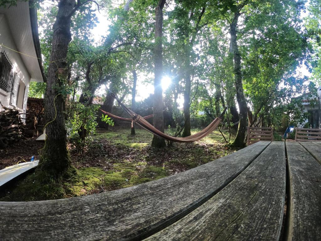 - un hamac dans les bois à côté d'une maison dans l'établissement Surfhouse a proximité des spots de surf, à Capbreton
