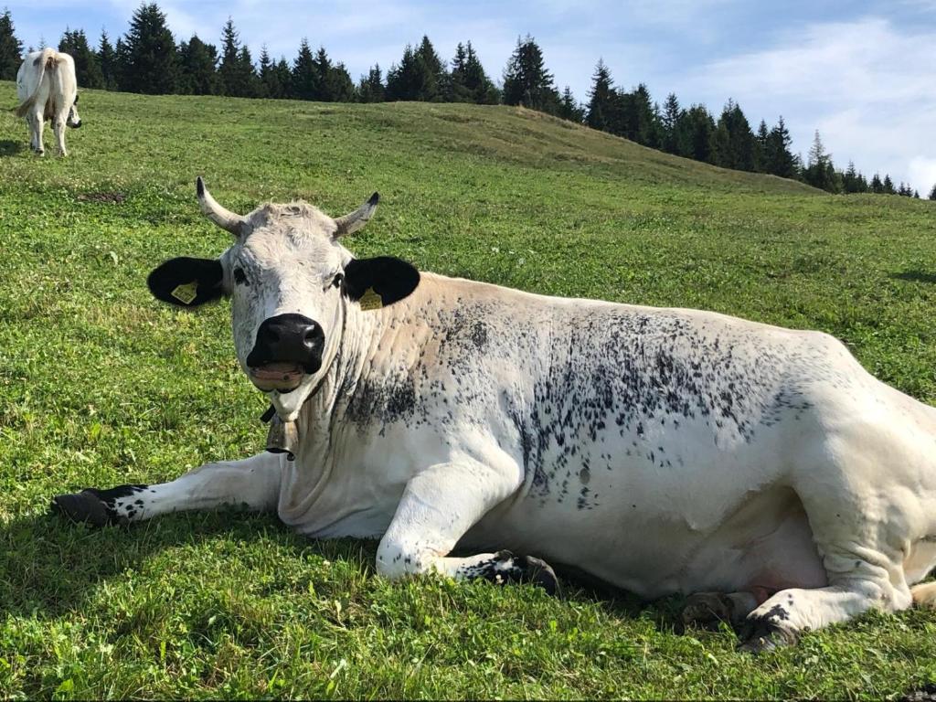 Altri animali domestici presso la stanza in casa privata o nei dintorni