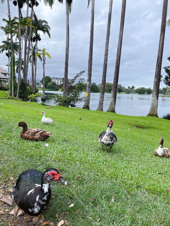 a group of ducks sitting in the grass near the water at Studio in Hilo Center with Pool and Lake Views in Hilo