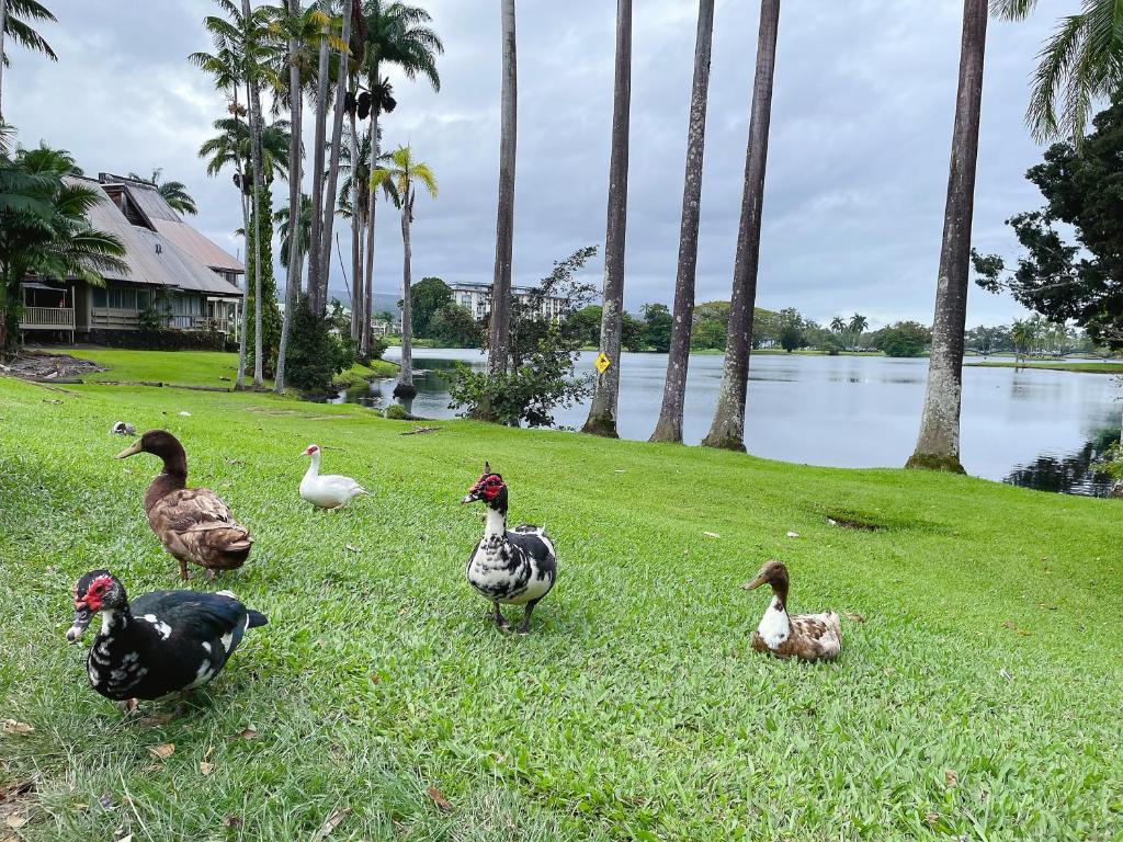 a group of ducks standing in the grass near a lake at Studio in Hilo Center with Pool and Lake Views in Hilo