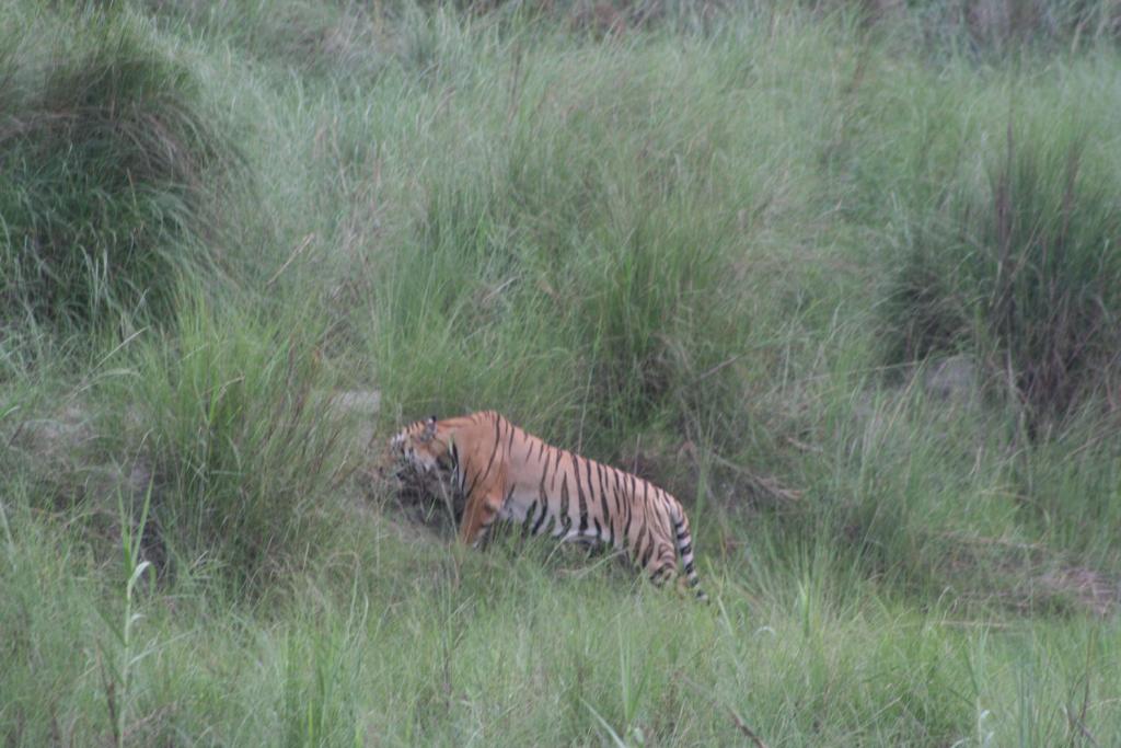 een tijger die door een veld van hoog gras loopt bij Good Karma Homestay in Bhurkīā