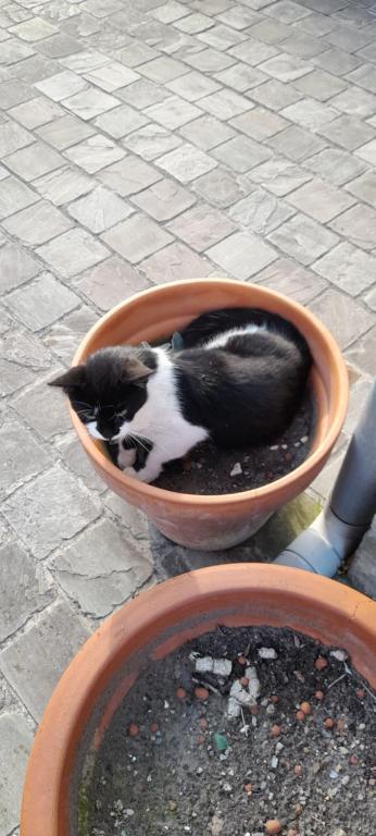 Ospiti di de blinker con animali domestici