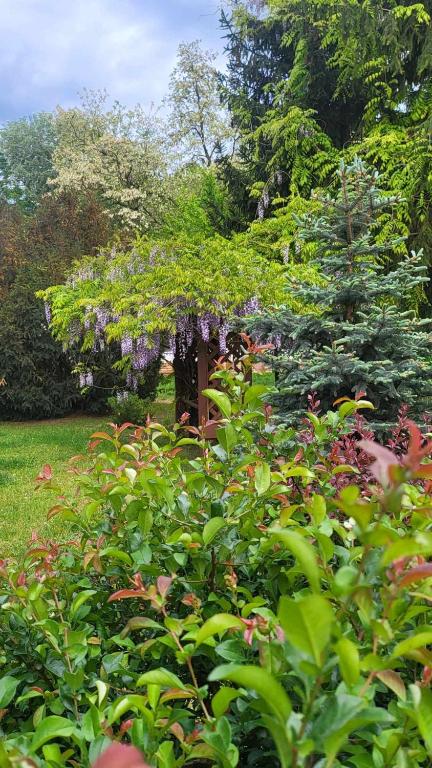 Giardino di Gyömbér Tanya