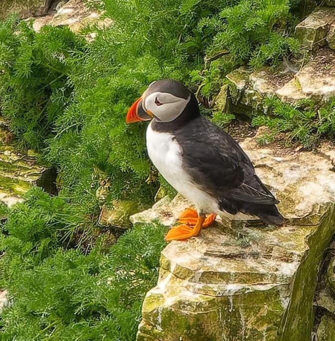 a bird with an orange beak sitting on a rock at Trinket - The Cliff Top Cottage in Sewerby