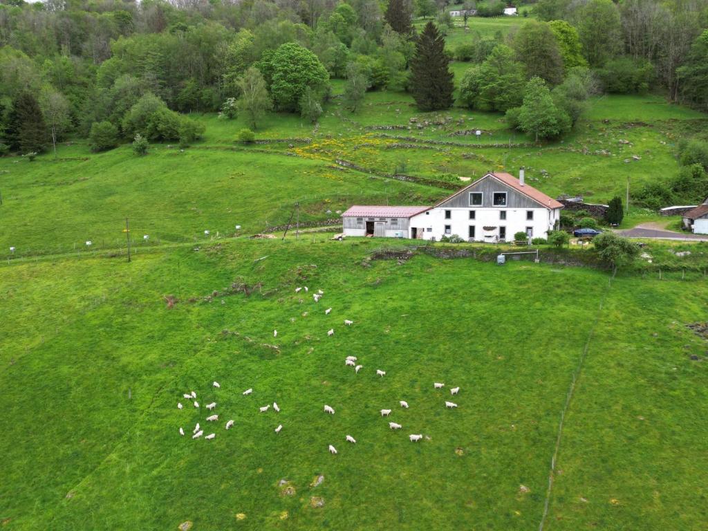 a herd of sheep grazing in a green field at La Ferme sous les Hiez in Cornimont
