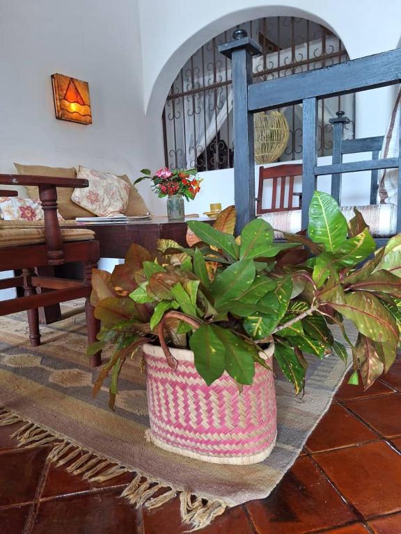Fotografie z fotogalerie ubytování Villa Palma v destinaci Pangani