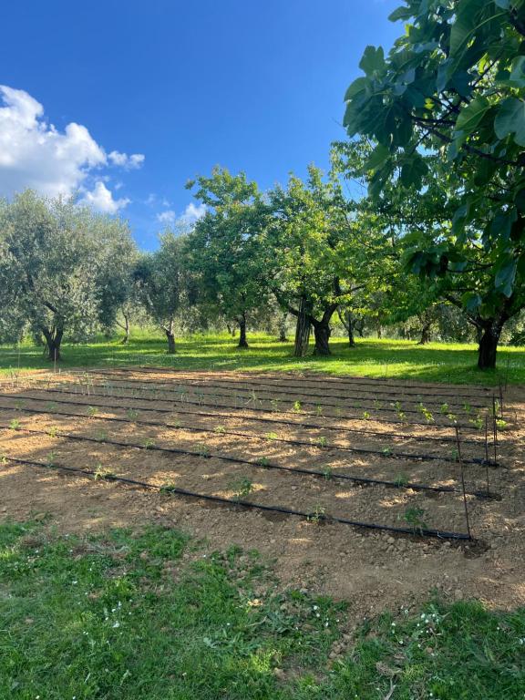 Ogród w obiekcie Agriturismo Podere Cortilla