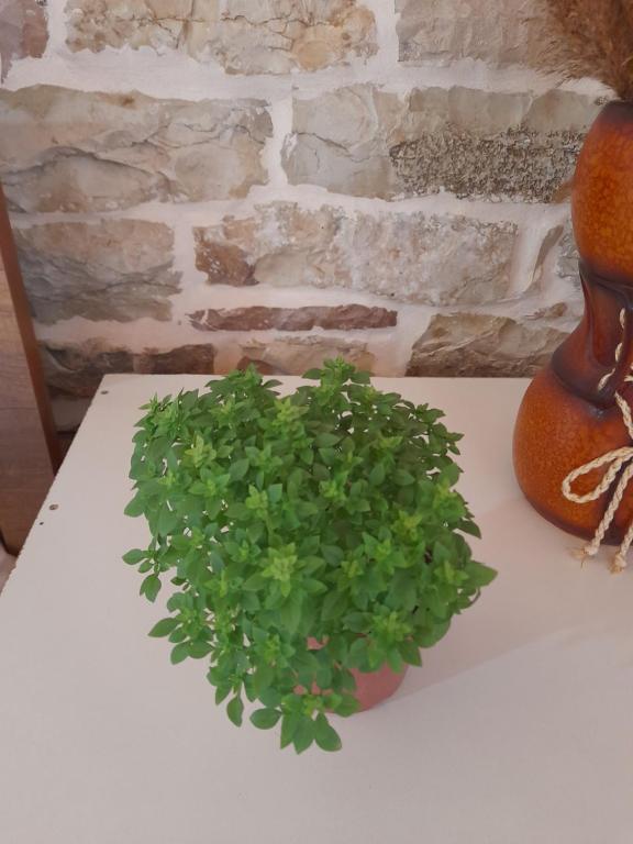 Fotografie z fotogalerie ubytování Guest House Ani v destinaci Gjirokastër