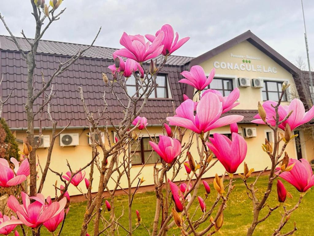 Zahrada ubytování Conacul de pe Lac