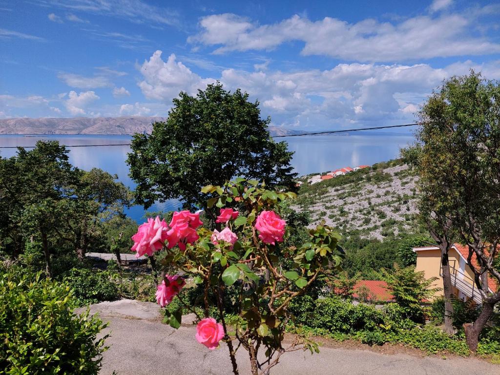 a tree with pink roses in front of a lake at Dalibor in Senj