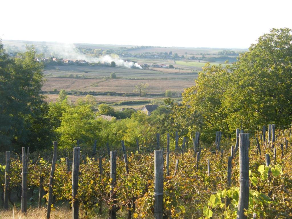 Príroda v okolí dovolenkového domu