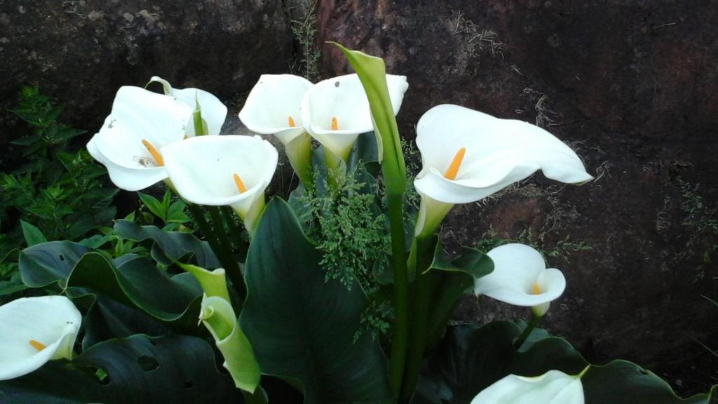a group of white flowers in front of a wall at Beaver Hut Bed And Breakfast in Port Alberni
