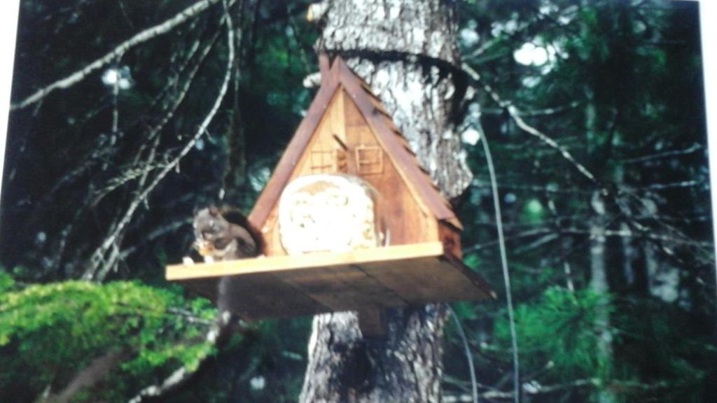 a cat sitting in a bird house on a tree at Beaver Hut Bed And Breakfast in Port Alberni