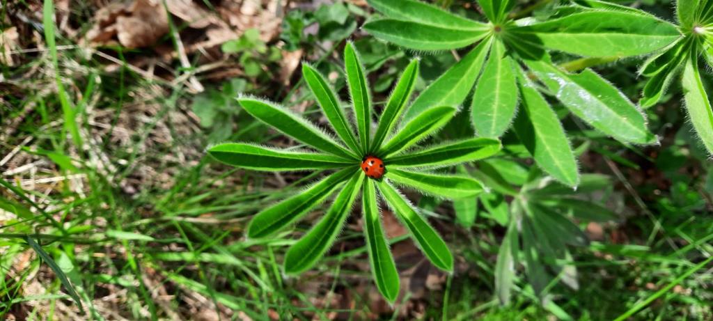 Pension Hubertus - 11