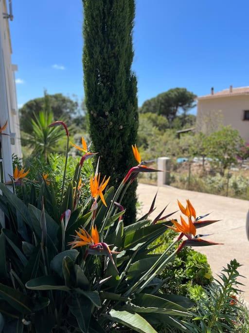 Ogród w obiekcie Villa Livia Porticcio piscine 500m plage