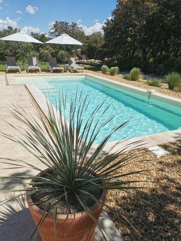 une plante en pot installée à côté d'une piscine dans l'établissement Le Fiacre entre chênes et oliviers dans le Luberon, à Cabrières-dʼAvignon