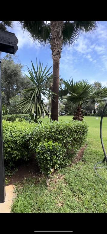 a palm tree in a park with green bushes at Charming Villa, Breathtaking Garden View in Casablanca