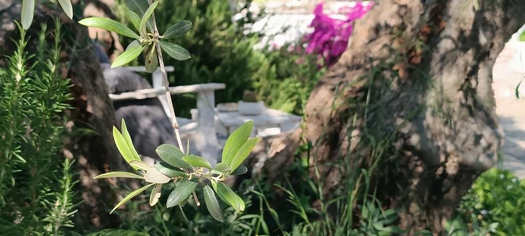 Giardino di B&B Sperlonga