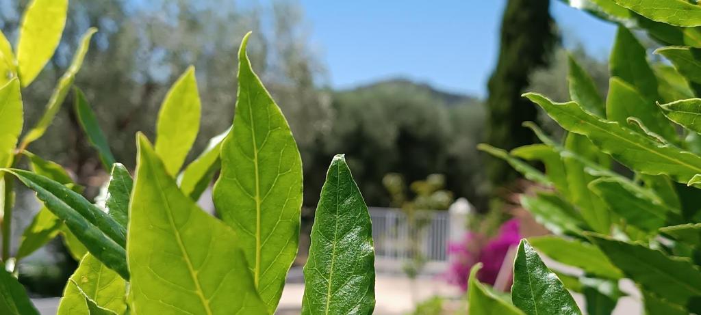 Giardino di B&B Sperlonga