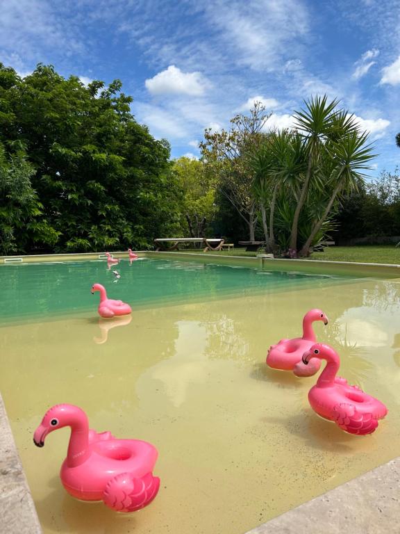 tres flamencos de plástico rosa en una piscina en Le Patio, chambres d hôtes pour adultes en Camargue, possibilité de naturisme à la piscine,, en Aimargues