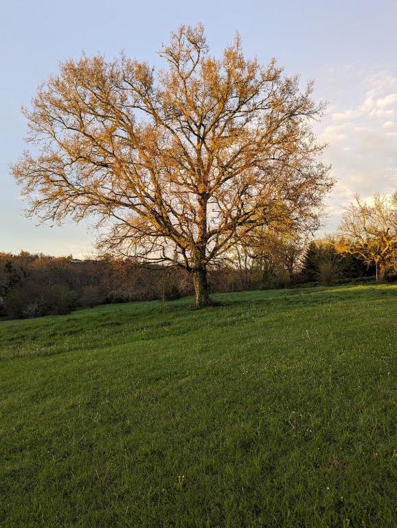 a tree in the middle of a green field at Couette et Tartinettes in Bretagne-dʼArmagnac