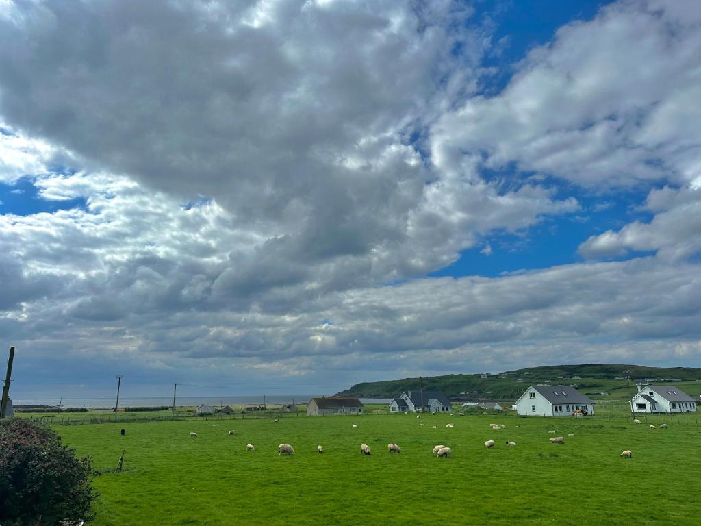 a herd of sheep grazing in a green field at Whitestrand B&B in Malin Head